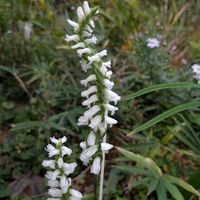 ネジバナ,リンドウ,ナギナタコウジュ,ネジバナ 白,山野草の画像