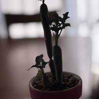 七宝樹,B型,台所,GSミニモニ。,バラと夢CLUBの画像