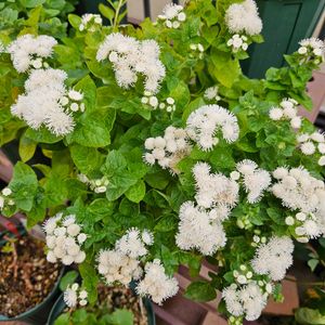 アゲラタム,鉢植え,明るい日陰,プランター,ガーデニング初心者の画像