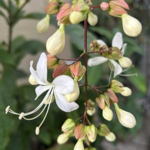 鉢植え,常緑低木,白い花,シェードガーデン,放置栽培の画像