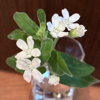ブルースター,ムラサキゴテン,白絹姫,小さな幸せ♡,白い恋人達の画像