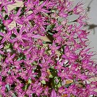 オオベンケイソウ,今日のお花,キュンキュン乙女倶楽部,可愛いお花♪,おうち園芸の画像