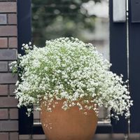 ユーフォルビア・ダイヤモンドフロスト,ノアサガオ,ユーフォルビア,かわいいな♡,花のある暮らしの画像