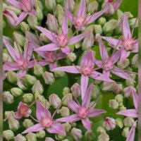 オオベンケイソウ,ベンケイソウ,庭の花,今日のお花,平和の祈りの画像