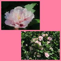 ムクゲ,八重咲きムクゲの画像