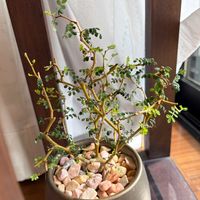 ソフォラ　リトルベイビー,初めて育ててます,リビング・ダイニングの画像