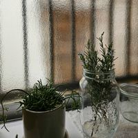 ローズマリー,リプサリス,ハーブ,観葉植物,キッチンの画像