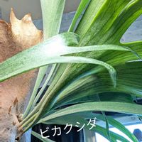 ビカクシダ,観葉植物の画像