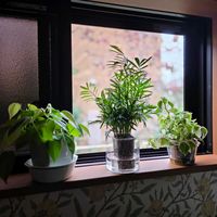 ポリシャス,アムステルダムキング,多肉植物,観葉植物,洗面所の画像
