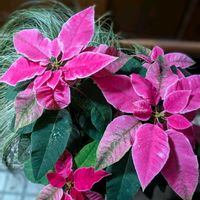プリンセチア,観葉植物,熱帯植物,植物のある暮らし,短日処理の画像