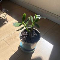 金のなる木の画像