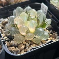 オブツーサ,ハオルチア,弁天錦×ドドソン紫オブツーサ,多肉植物,軟葉系ハオルチアの画像