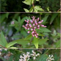 クフェア,フジバカマ,サザンクロス,大輪ナデシコ,菊葉　フジバカマの画像