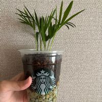 テーブルヤシ,テーブルヤシ,観葉植物,育て方教えて,育て方の画像
