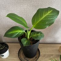 ディフェンバキアの画像