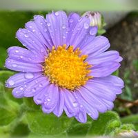 ガーベラ,ダルマギク,バラ,天使の雫,・・・雨粒とともに～の画像