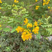 ヤマブキの画像