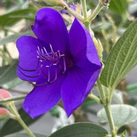 シコンノボタン,シコンノボタン,ノボタン科,散歩道の花の画像