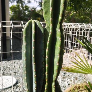 サボテン,柱サボテン,柱サボテン 鬼面角,多肉植物,観葉植物の画像