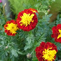 お花,お散歩の画像