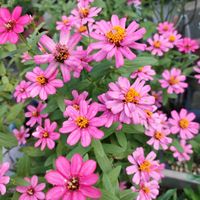 ゴーヤ,百日草,いいね❤ありがとう,花のある暮らし❤,小さな庭の画像