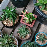 アロエ,アロエ 千代姫,多肉植物,ベランダー,ベランダの画像