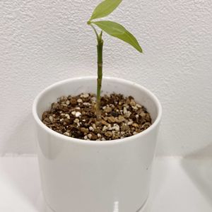 パキラ,パキラ,観葉植物,初心者,挿し木の画像