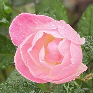 マザーズデイ,ガーデニング,花のある暮らし,ナチュラルスタイル,薔薇のある暮らし♡の画像