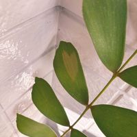 メキシコソテツの画像