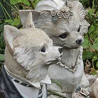 ギボウシの画像