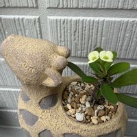 ハナキリン,多肉植物,多肉女子,I love the Earth.の画像