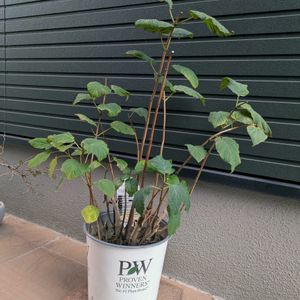 アナベル,植え替え,剪定,庭の画像
