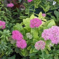 オオベンケイソウ, ベンケイソウ,ベンケイソウ科,今日のお花の画像