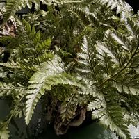 トキワシノブの画像
