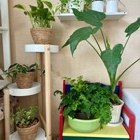 アジアンタム,観葉植物,インテリアグリーン,緑は癒し,リビング・ダイニングの画像
