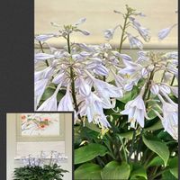 ギボウシ,コガラシギボウシ,盆栽,草もの盆栽の画像