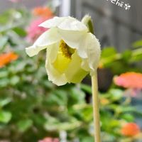 アネモネ,ユーパトリウム,ガーデニング,花のある暮らし,小さい庭の画像