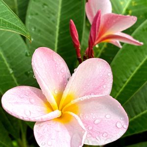 プルメリア,地植え,可愛い,挿し木,小さな花壇の画像