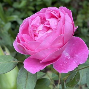 ゼラニウム,ハイビスカス,バラ,宿根アスター,今日のお庭の画像