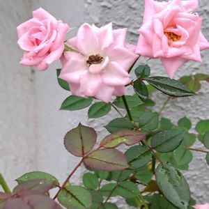 ミニバラの画像