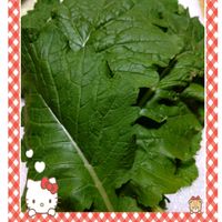 菜の花,プランター栽培,種蒔きからの栽培,菜の花の栽培,種蒔きからの野菜栽培の画像