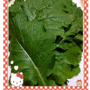菜の花,プランター栽培,種蒔きからの栽培,菜の花の栽培,種蒔きからの野菜栽培の画像