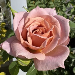 ミニバラ,シュバルツシルトの画像