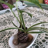 オリズルラン,ポトス,松ぼっくり,苔玉,窓辺の画像