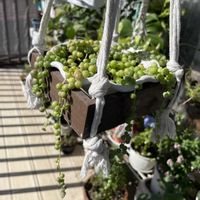 グリーンネックレス,サボテン,ガジュマル,多肉植物,インテリアグリーンの画像