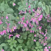 ハギ,地植え,開花,犬とお散歩,緑が好きの画像