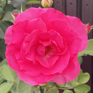 バラ,お出かけ先にての画像