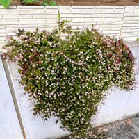 ヒメツルソバ,タデ科,帰化植物,平和を願う,ちっちゃいものクラブの画像