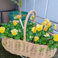 ネモフィラ,こぼれ種ビオラ,花のある暮らし,岩手県,季節を感じる暮らしの画像