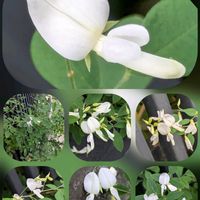 インパチェンス,センニチコウ,ハギ,寄せ植え.,おでかけ先の画像